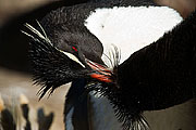 Picture 'Ant1_1_0262 Rockhopper Penguin, Courting, Affection, West Point, Falkland Islands, Antarctica and sub-Antarctic islands'